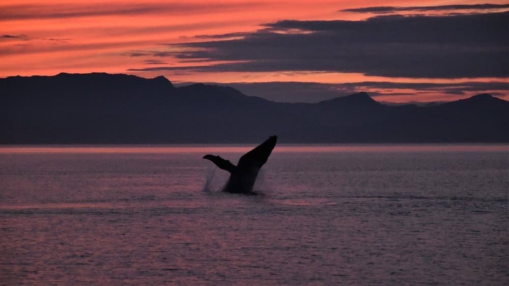 A Humpback whale breaching at sunset.