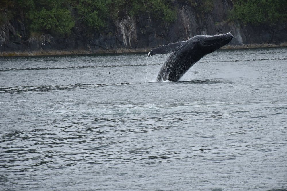 A whale is swimming in the water.