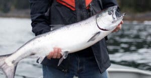 A person holding a large fish in their hands.