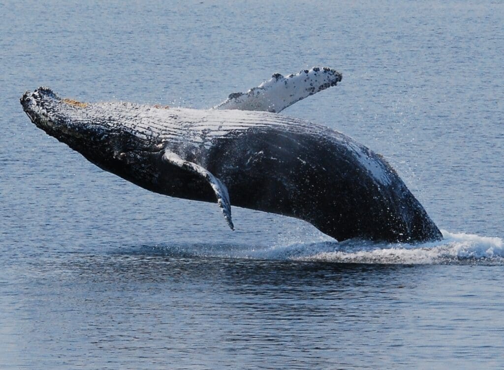 A whale is jumping in the water