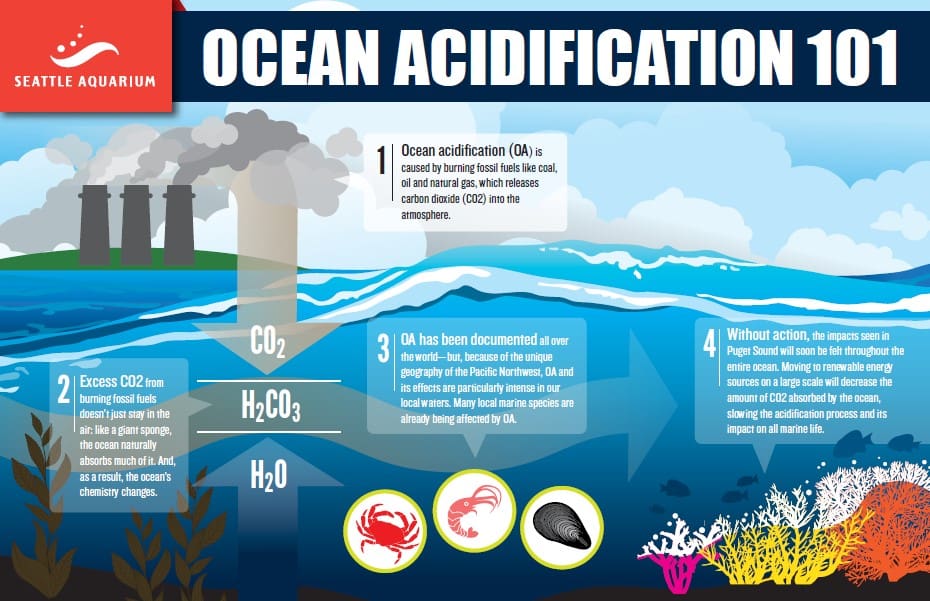 An infographic discussing ocean acidification