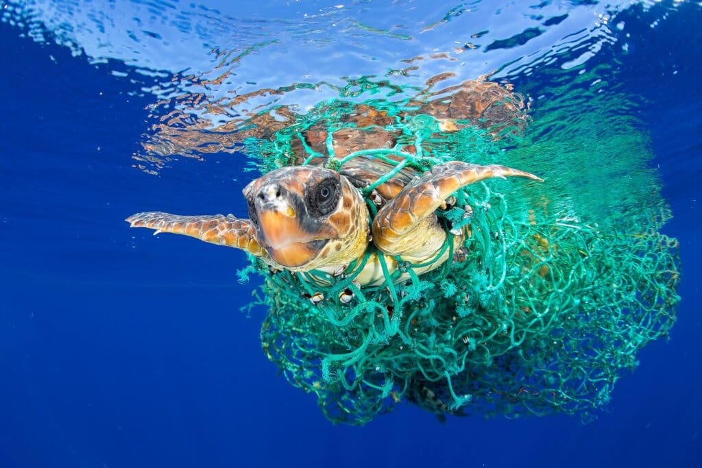 A sea turtle caught in a tangle of fishnet debris